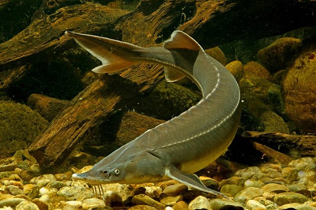 В Рефтинское водохранилище выпустили 70 тысяч маленьких рыбок