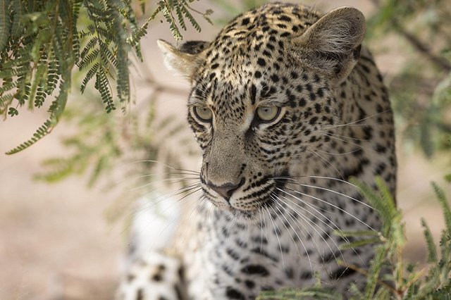 На Кавказе выпустили на волю будущих родоначальников новой популяции леопарда