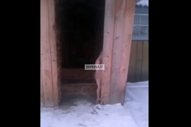 Родители выгнали голого ребенка на мороз за непослушание