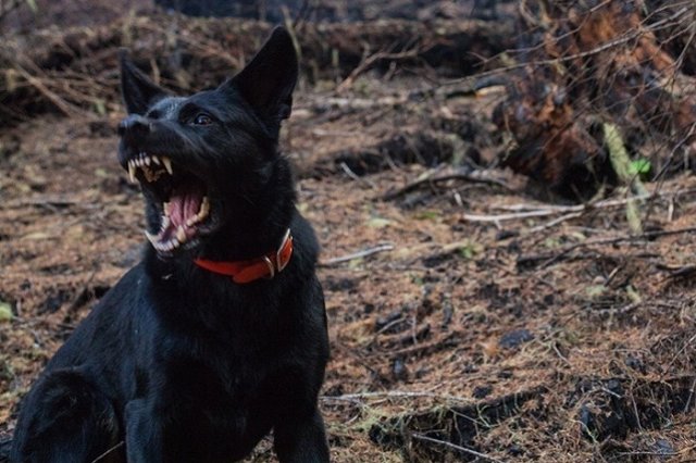 В Нижнем Тагиле стая собак напала на 9-летнего мальчика