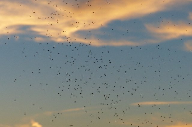 В Екатеринбурге появились опасные насекомые