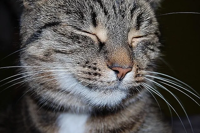 На Бали домашняя кошка спасла своих хозяев из Екатеринбурга, подравшись с ядовитой змеёй