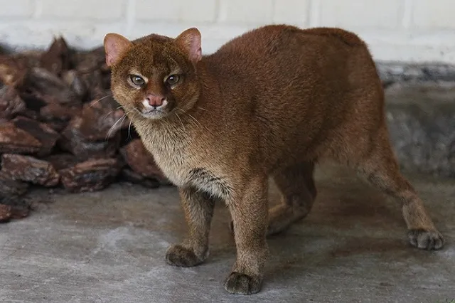 В Екатеринбургском зоопарке к 8 Марта выбрали самую красивую самку
