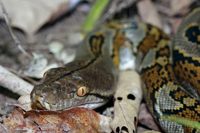 Самого большого в мире питона убили в Малайзии