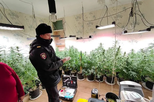 Полиция Нижнего Тагила в одной из квартир выявила плантацию наркорастений