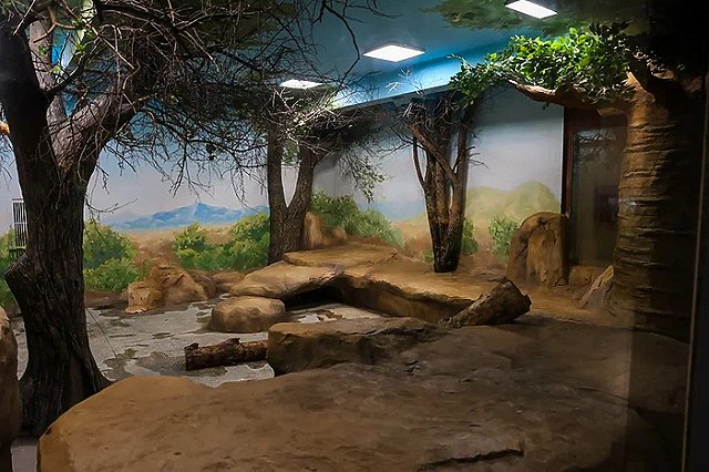 «На зимние квартиры». Львам из Екатеринбургского зоопарка к зиме обновили дизайн вольера