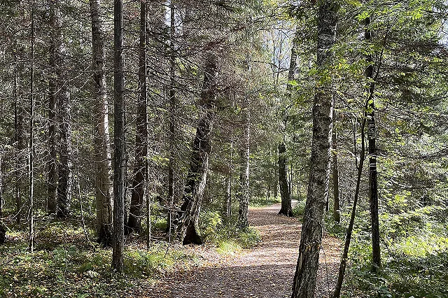 С сегодняшнего дня в Свердловской области начали действовать новые правила при посещении леса