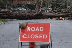 Большое дерево упало на здание колледжа в Колумбии