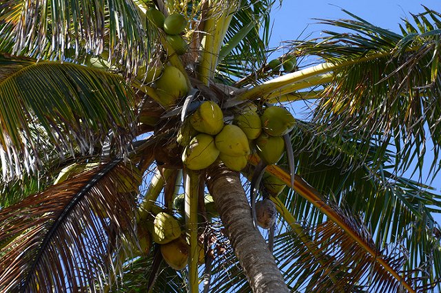 В Екатеринбурге может орудовать лжеминер из «кокосовых островов»