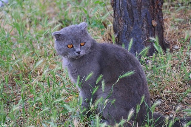 Кошки не доверяют своим хозяевам и эмоционально не зависят от них