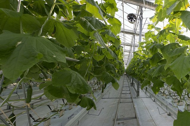 Китайский фермер на Южном Урале ножницами заколол в теплице коллегу