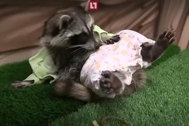 В контактном зоопарке Екатеринбурга енот Зорро танцует стриптиз