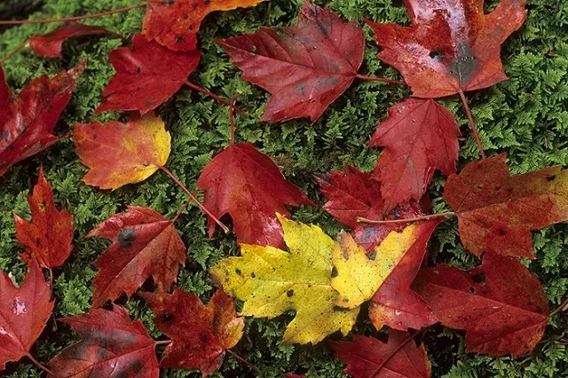 С мемориала жертвам авиакатастрофы над Синаем украли несколько деревьев