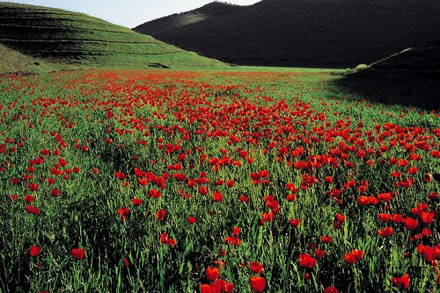 В России разрешат выращивать наркотические растения