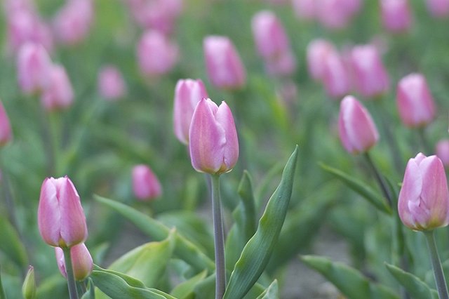 Россияне будут отдыхать три дня подряд в связи с празднованием 8 марта