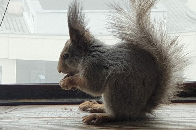 К жителю Екатеринбурга, живущему на 12-м этаже, три раза приходила белка