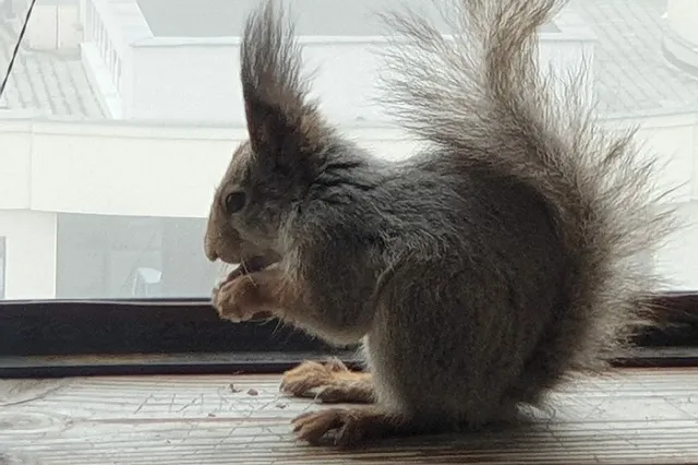 К жителю Екатеринбурга, живущему на 12-м этаже, три раза приходила белка