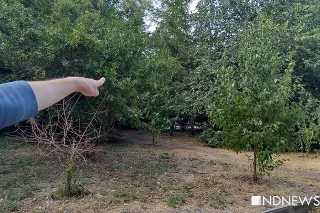 В Харитоновском парке возле ТЮЗа на девушку напал насильник