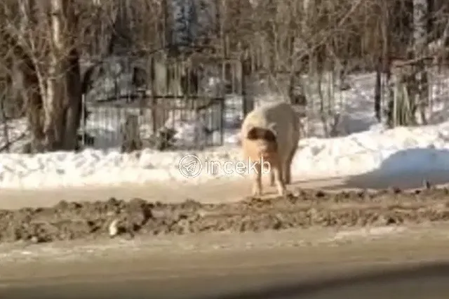 В Екатеринбурге вновь замечена свинья