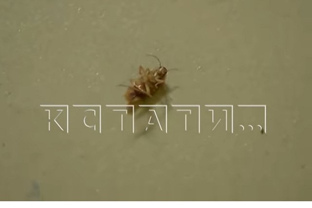 Дом в Завокзаальном микрорайоне Екатеринбурга переживает нашествие тараканов