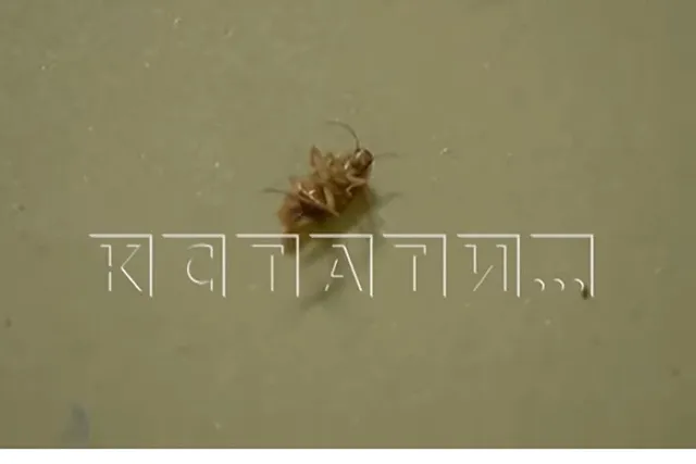 Дом в Завокзаальном микрорайоне Екатеринбурга переживает нашествие тараканов