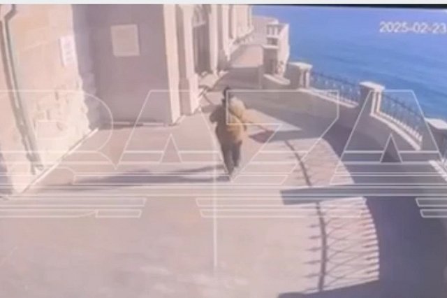 Турист из Петербурга сбросил кошку из «Ласточкина гнезда» в Крыму