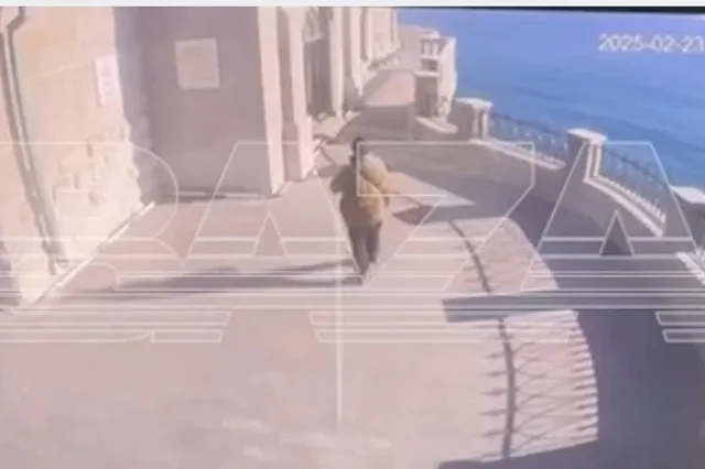 Турист из Петербурга сбросил кошку из «Ласточкина гнезда» в Крыму