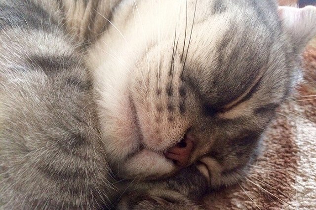 42% екатеринбуржцев хотели бы завести на работе котика