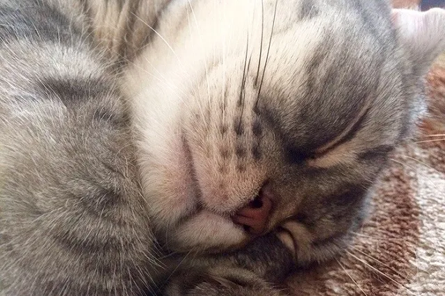 42% екатеринбуржцев хотели бы завести на работе котика