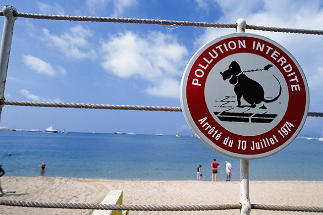 Британец передумал быть человеком и стал собакой