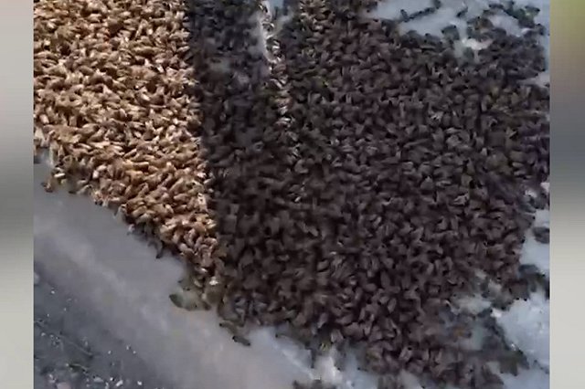 Екатеринбуржцы засняли пчелиный рой у жилого комплекса