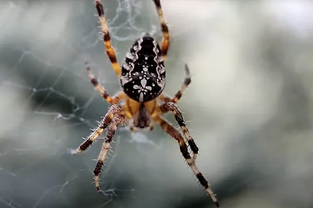 В Екатеринбурге заметили ядовитого паука