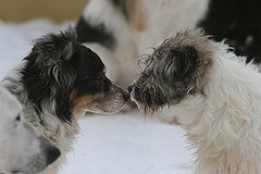 В Екатеринбурге узаконят дворовых собак