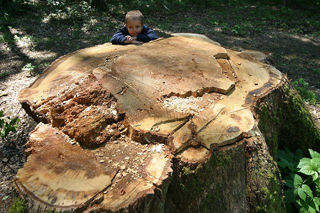 В парке у Вечного огня вырубят только засохшие деревья