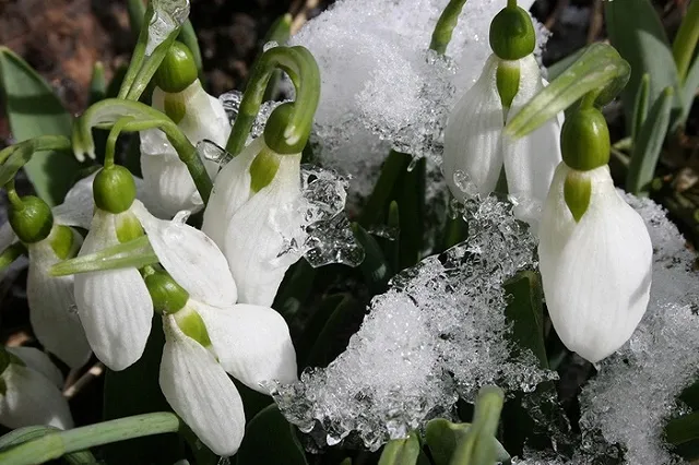 В Москве из-за аномально теплой погоды зацвели подснежники
