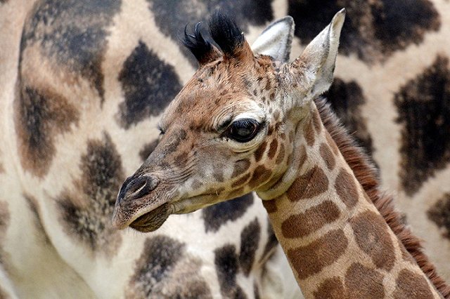 В Екатеринбурге может появиться два зоопарка — для мелких и для крупных животных