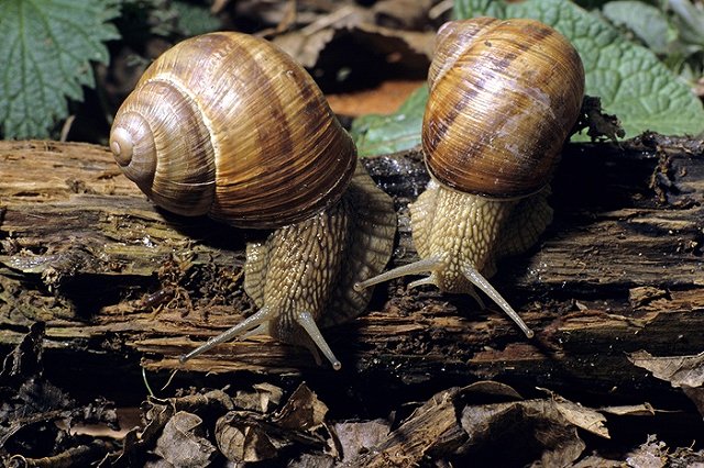 Украина экспортировала улиток в семь раз больше сала