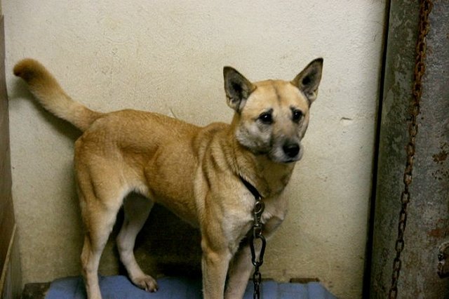 Мэрия Екатеринбурга выделит 30 миллионов рублей на отлов бездомных собак