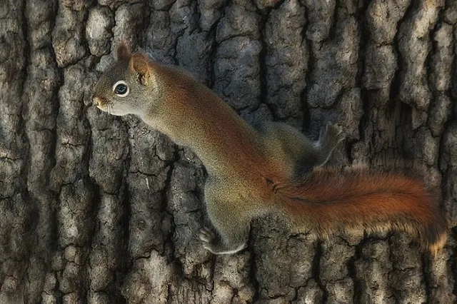 Жители Челябинска массово находят в лесопарке клетки с белками