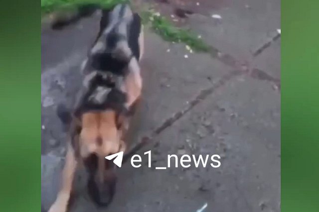 В Екатеринбурге овчарка покусала маму с двумя детьми