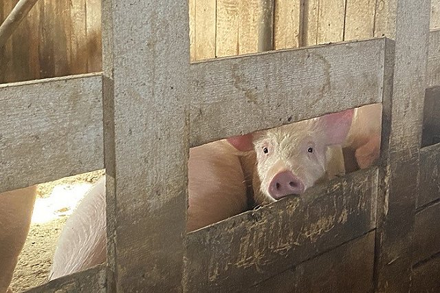 Отлов разгуливающих свиней в Ревде отложен