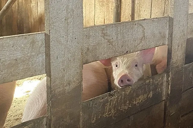 Отлов разгуливающих свиней в Ревде отложен