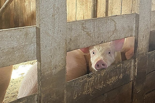 Участь бродячих свиней из Ревды решена