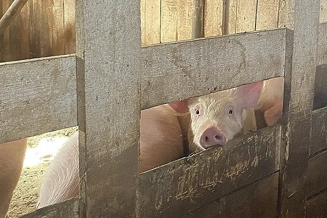 Участь бродячих свиней из Ревды решена