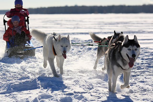 Чемпионат по ездовому спорту и семейный праздник с хаски