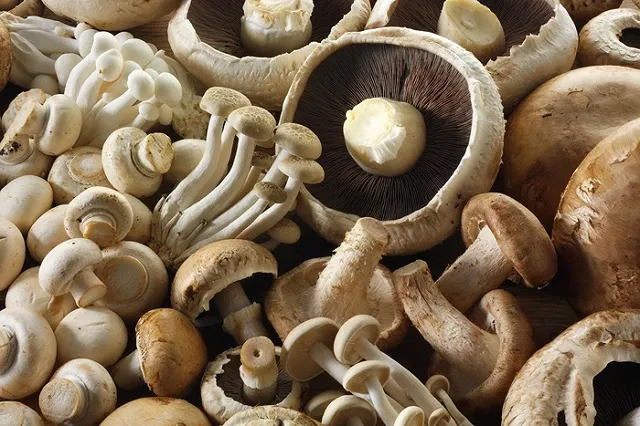 Учёные рассказали, как грибы защищают мозг пожилых людей от возрастных нарушений