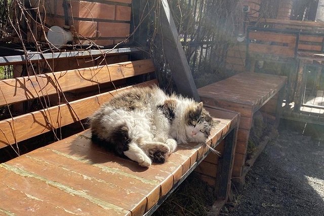 Владельцам домашних животных порекомендовали дважды в год проверяться на глисты