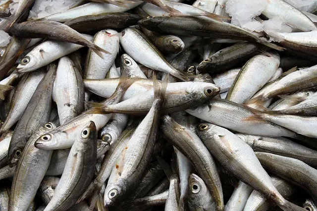 Иваси возвращается на российский рынок