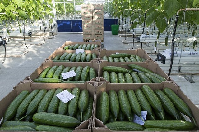 С «китайским земледелием» в Свердловской области будут бороться