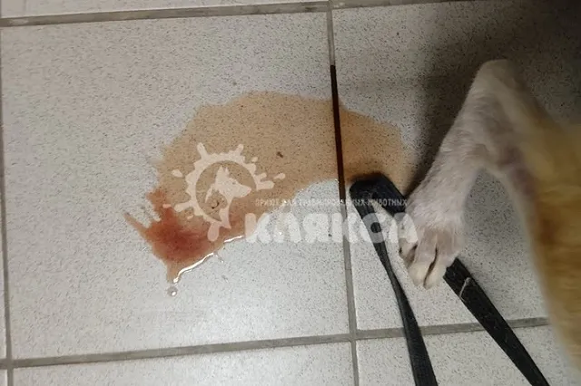 «Одна повесилась в будке». Зоозащитники изъяли собаку у свердловчанки, губившей животных